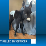 HeeHaw the baby donkey